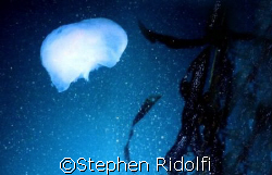Moon Jelly taken at Point Lobos  by Stephen Ridolfi 